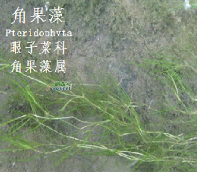 龙潭湿地公园科普宣教 - 靖西市·靖西网