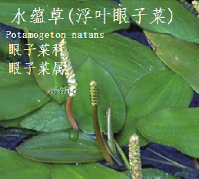 龙潭湿地公园科普宣教 - 靖西市·靖西网