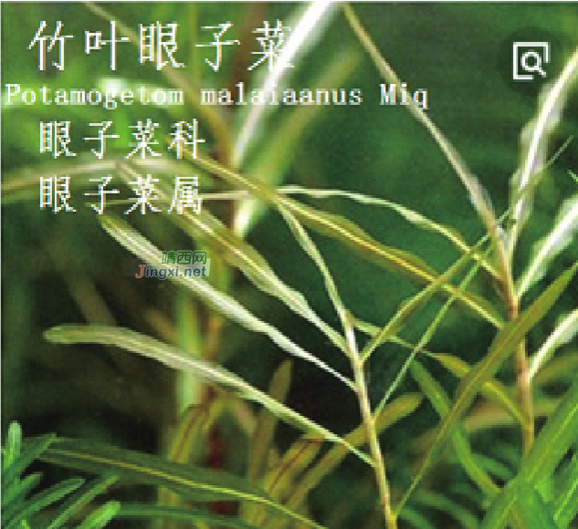 龙潭湿地公园科普宣教 - 靖西市·靖西网