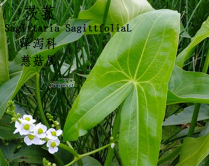 龙潭湿地公园科普宣教 - 靖西市·靖西网