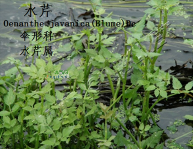 龙潭湿地公园科普宣教 - 靖西市·靖西网