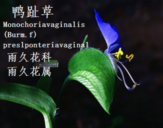 龙潭湿地公园科普宣教 - 靖西市·靖西网