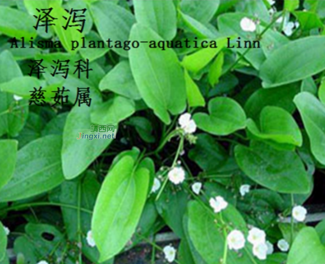 龙潭湿地公园科普宣教 - 靖西市·靖西网