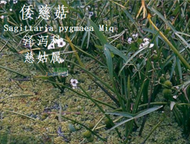 龙潭湿地公园科普宣教 - 靖西市·靖西网