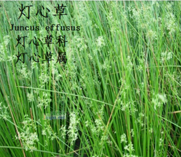 龙潭湿地公园科普宣教 - 靖西市·靖西网