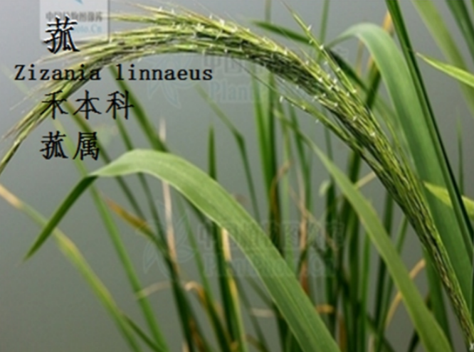 龙潭湿地公园科普宣教 - 靖西市·靖西网