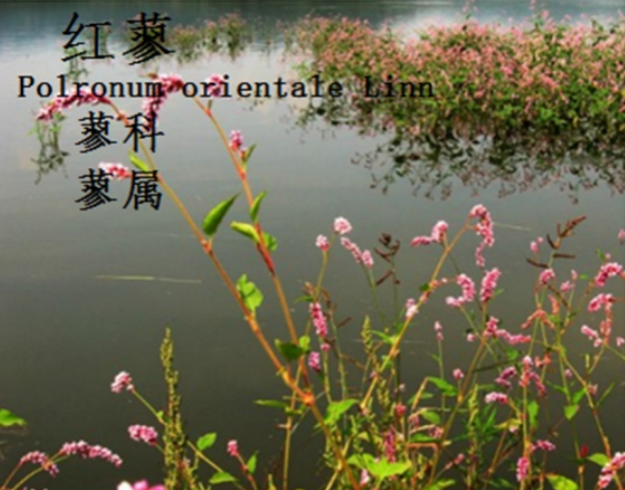 龙潭湿地公园科普宣教 - 靖西市·靖西网