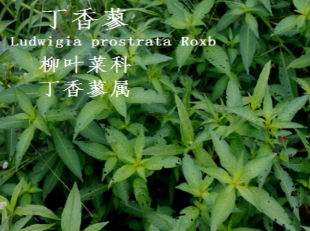 龙潭湿地公园科普宣教 - 靖西市·靖西网