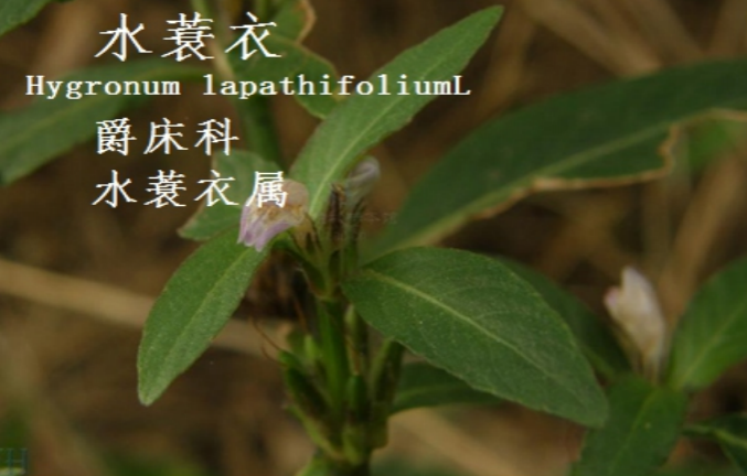 龙潭湿地公园科普宣教 - 靖西市·靖西网