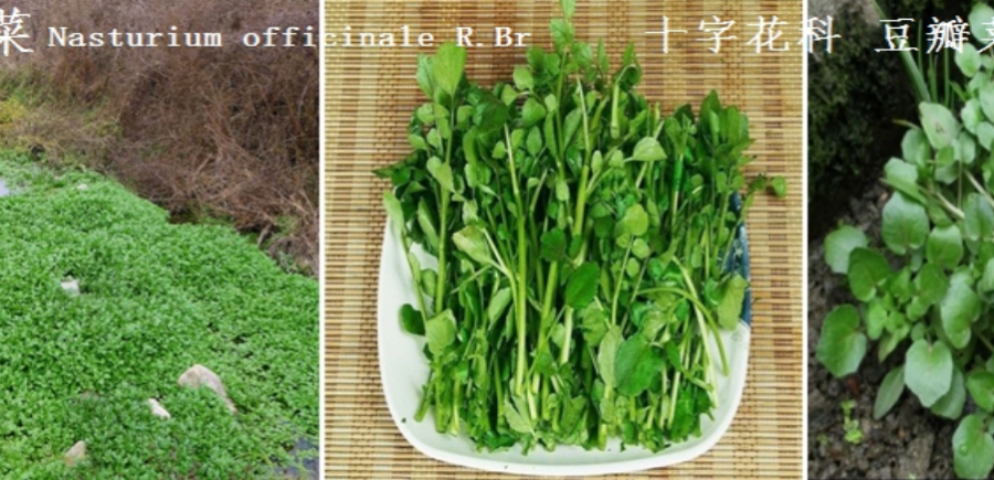 龙潭湿地公园科普宣教 - 靖西市·靖西网