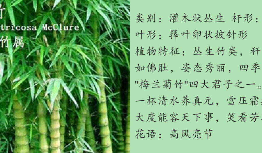 龙潭湿地公园科普宣教 - 靖西市·靖西网