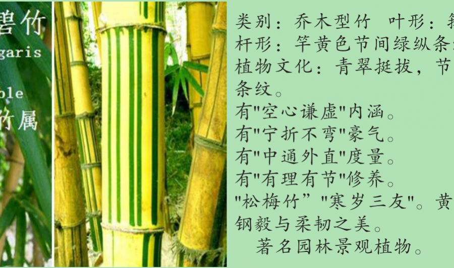 龙潭湿地公园科普宣教 - 靖西市·靖西网