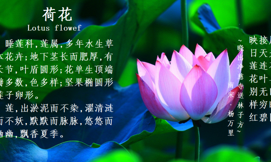 龙潭湿地公园科普宣教 - 靖西市·靖西网