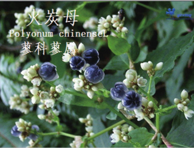 龙潭湿地公园科普宣教 - 靖西市·靖西网