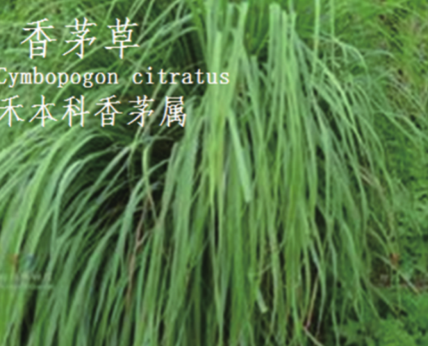 龙潭湿地公园科普宣教 - 靖西市·靖西网