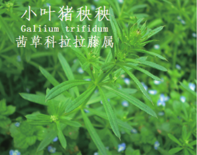 龙潭湿地公园科普宣教 - 靖西市·靖西网