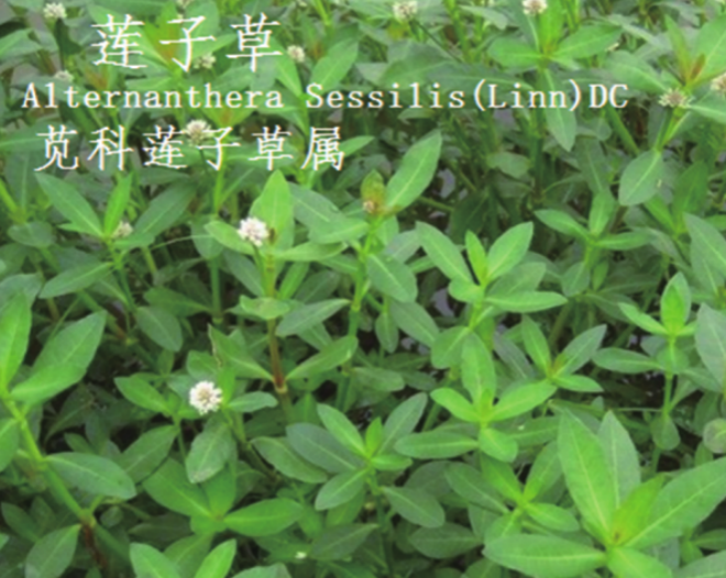 龙潭湿地公园科普宣教 - 靖西市·靖西网