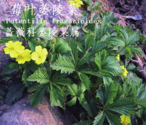 龙潭湿地公园科普宣教 - 靖西市·靖西网