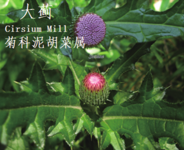 龙潭湿地公园科普宣教 - 靖西市·靖西网