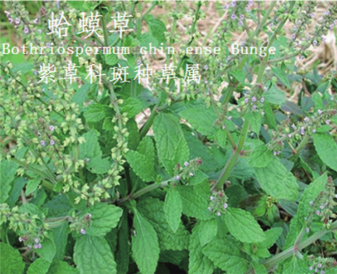 龙潭湿地公园科普宣教 - 靖西市·靖西网