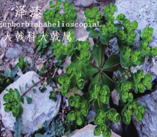 龙潭湿地公园科普宣教 - 靖西市·靖西网