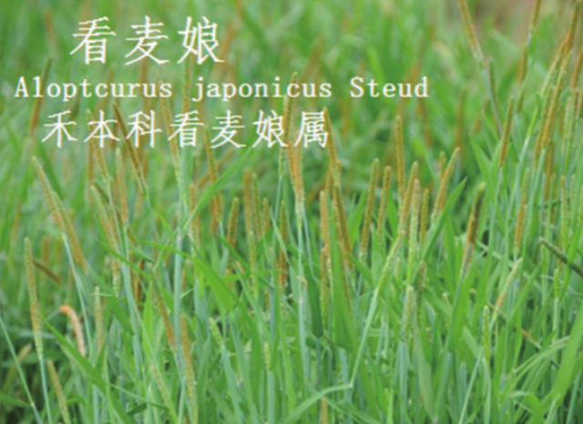 龙潭湿地公园科普宣教 - 靖西市·靖西网