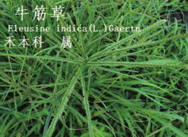 龙潭湿地公园科普宣教 - 靖西市·靖西网