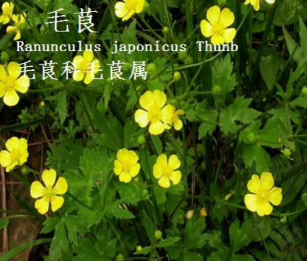 龙潭湿地公园科普宣教 - 靖西市·靖西网