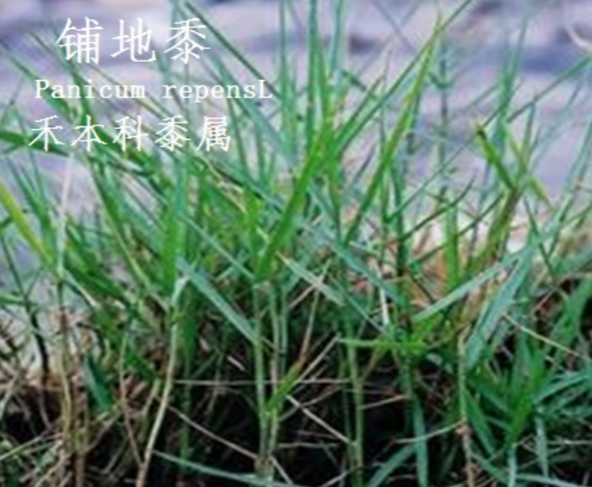 龙潭湿地公园科普宣教 - 靖西市·靖西网