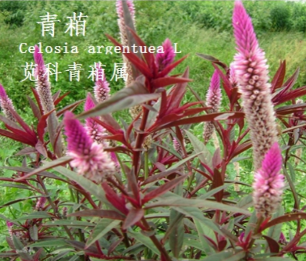 龙潭湿地公园科普宣教 - 靖西市·靖西网