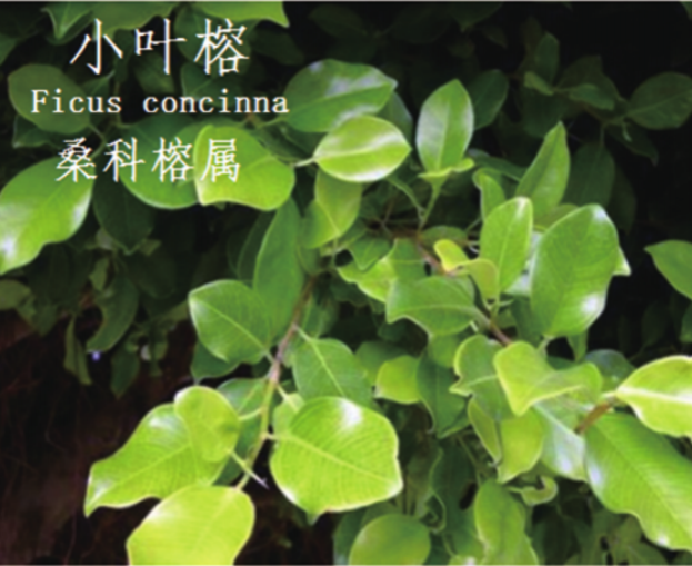 龙潭湿地公园科普宣教 - 靖西市·靖西网