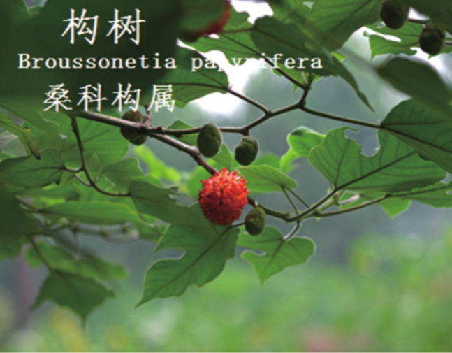 龙潭湿地公园科普宣教 - 靖西市·靖西网