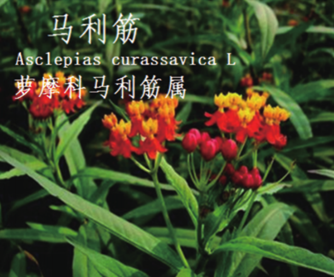 龙潭湿地公园科普宣教 - 靖西市·靖西网