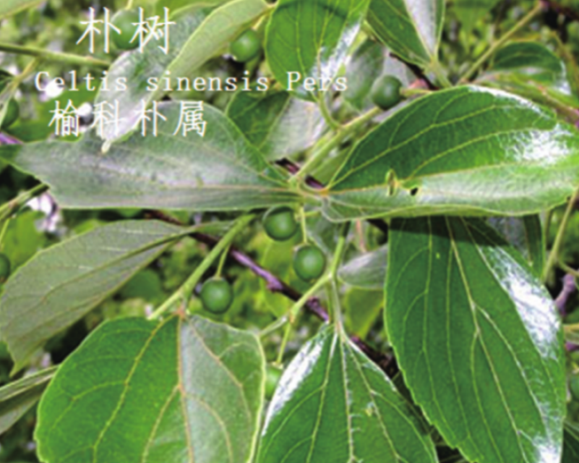 龙潭湿地公园科普宣教 - 靖西市·靖西网