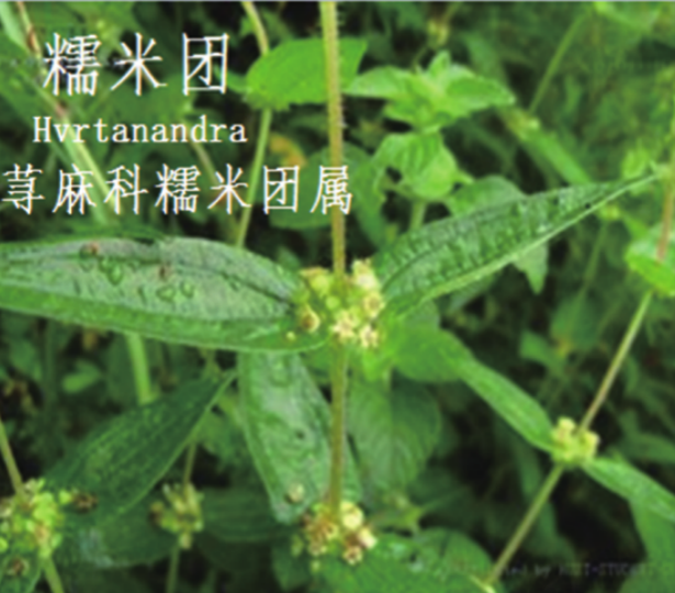 龙潭湿地公园科普宣教 - 靖西市·靖西网