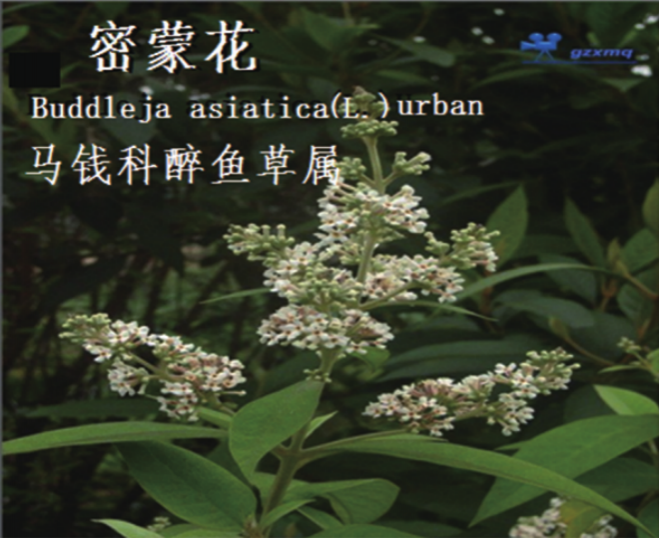 龙潭湿地公园科普宣教 - 靖西市·靖西网