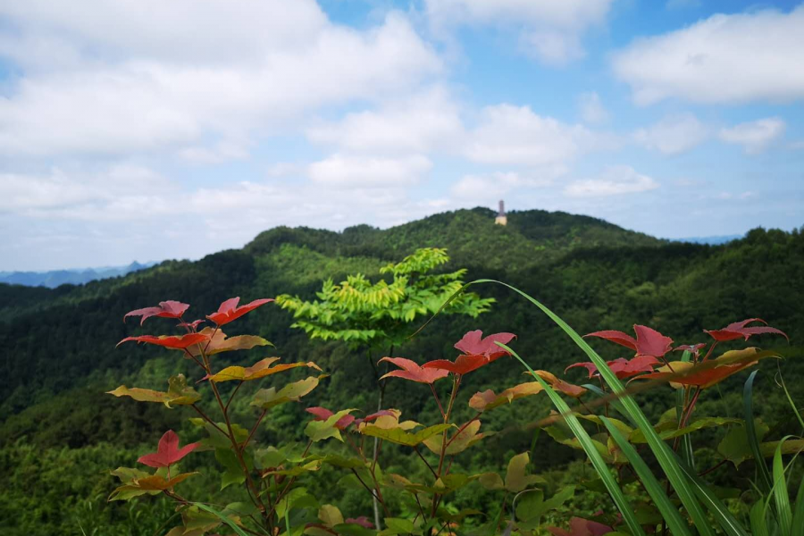 五一徒步穿越五岭森林公园 - 靖西市·靖西网