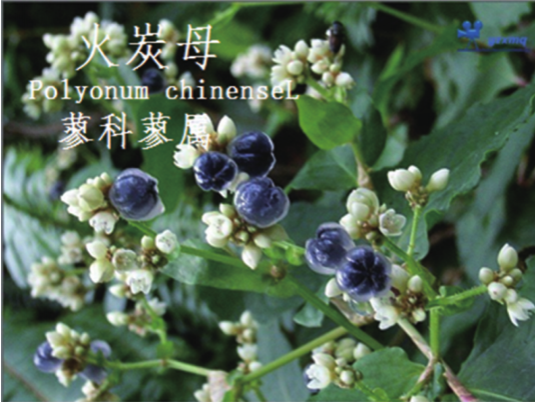 龙潭湿地公园科普宣教 - 靖西市·靖西网