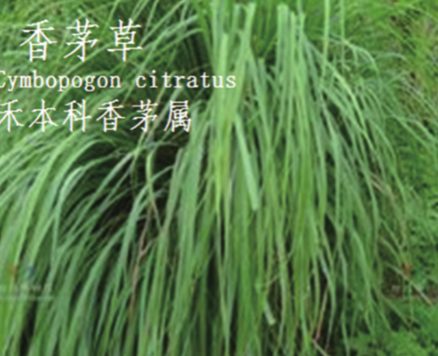 龙潭湿地公园科普宣教 - 靖西市·靖西网