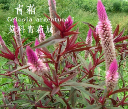 龙潭湿地公园科普宣教 - 靖西市·靖西网