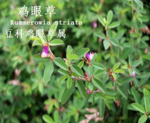 龙潭湿地公园科普宣教 - 靖西市·靖西网