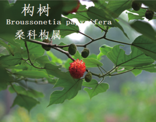 龙潭湿地公园科普宣教 - 靖西市·靖西网