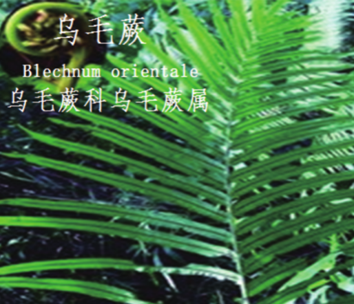 龙潭湿地公园科普宣教 - 靖西市·靖西网