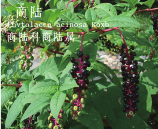 龙潭湿地公园科普宣教 - 靖西市·靖西网