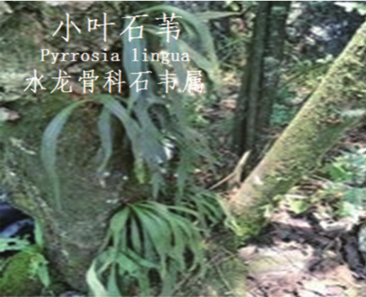 龙潭湿地公园科普宣教 - 靖西市·靖西网