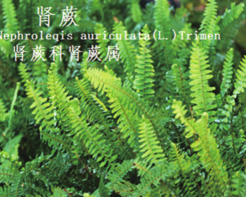 龙潭湿地公园科普宣教 - 靖西市·靖西网