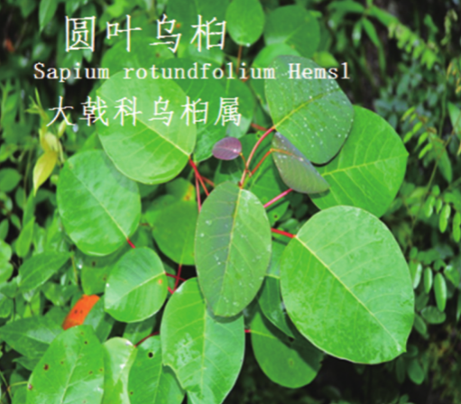 龙潭湿地公园科普宣教 - 靖西市·靖西网