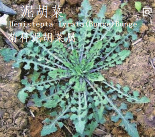 龙潭湿地公园科普宣教 - 靖西市·靖西网