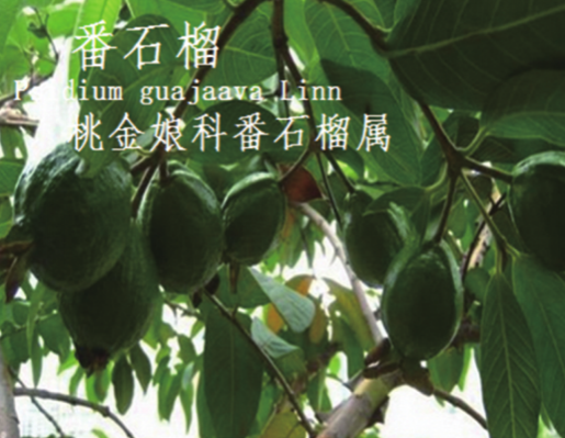 龙潭湿地公园科普宣教 - 靖西市·靖西网