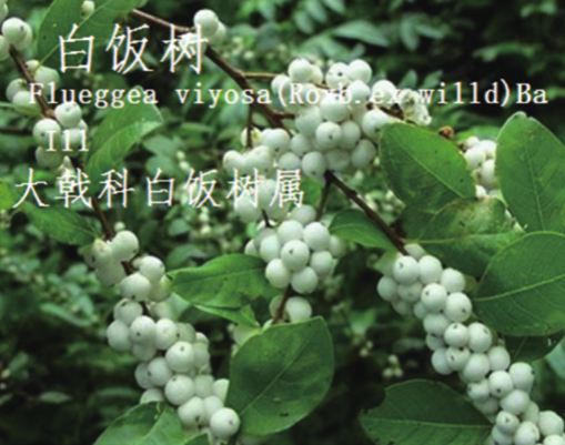 龙潭湿地公园科普宣教 - 靖西市·靖西网